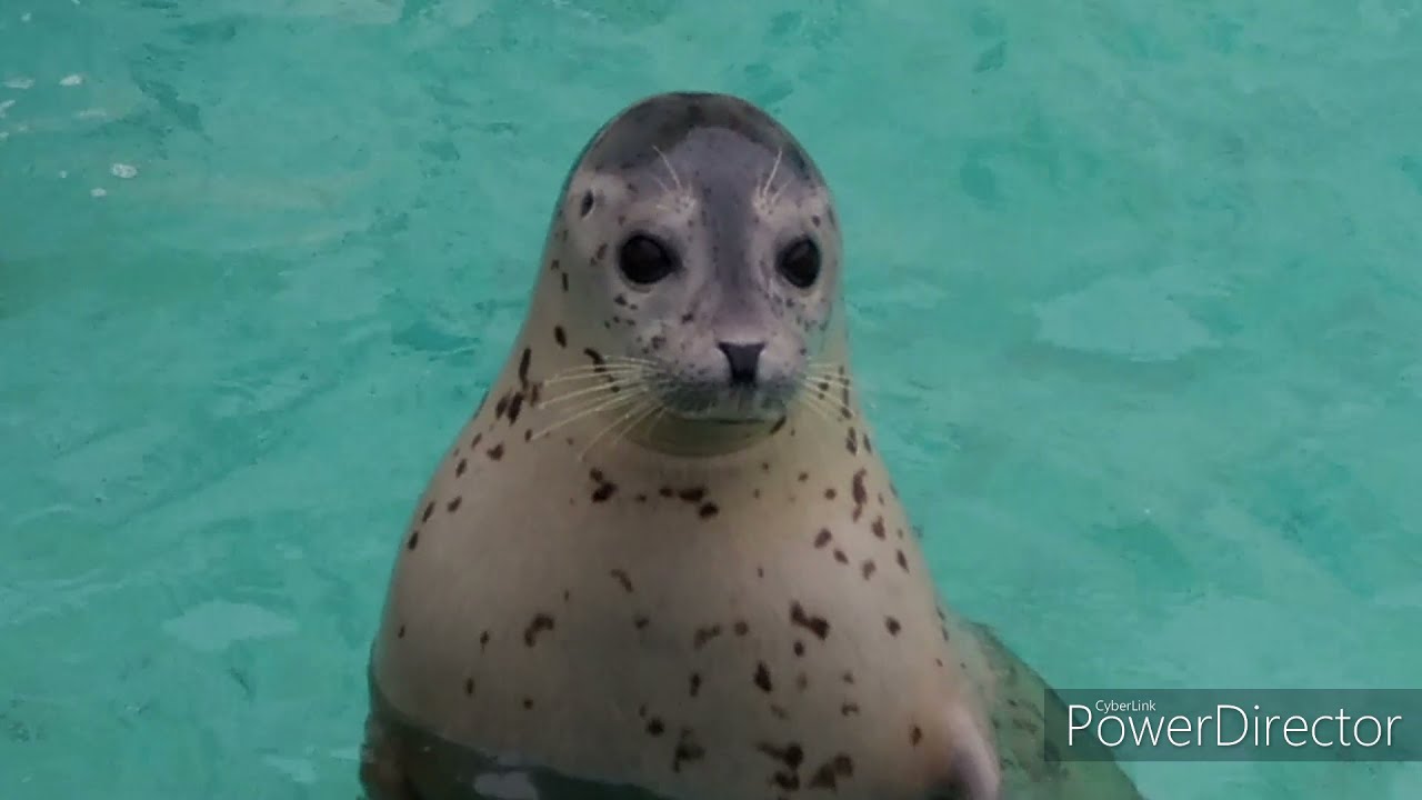 アザラシが元気いっぱい! 稚内市立ノシャップ寒流水族館