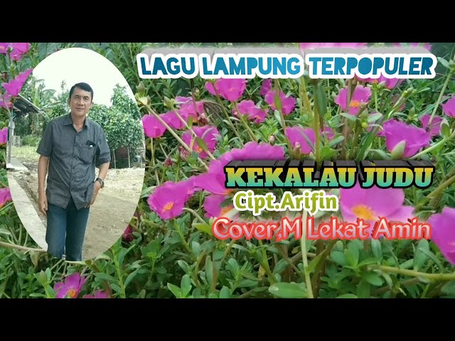 KEKALAU JUDU - Lagu Lampung Terpopuler - Cipt.Arifin - Cover,M Lekat Amin class=