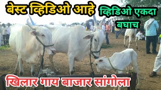 खिलार गाय बाजार सांगोला | Top quality Khillar Cow | 30/07/23 व्हिडिओ एकदा बघाच मस्त आहे