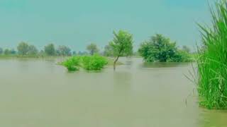 Whatsapp status video || sad 😭 co condition flood area