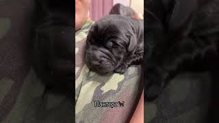 Черный лабрадор 1 неделя) девочка пока свободна для брони??? viral dog labrador cute милота