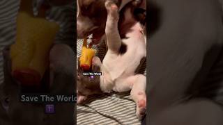 Holy Bubbies ✝️🐶🐶 #puppy #bostonterrier #pitbull #cute #christian