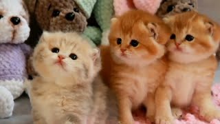 Cute little cat 😺 animals 2023 | Part 26 by Cute Kittens 2,868 views 1 year ago 10 minutes, 14 seconds