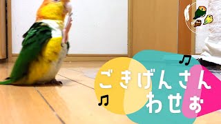 ごきげんさんわせぉ　【シロハラインコ/caique parrot】