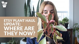 Etsy Plant Haul Update:  Where are they now?