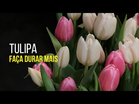 Vídeo: Por que as tulipas abrem e fecham?