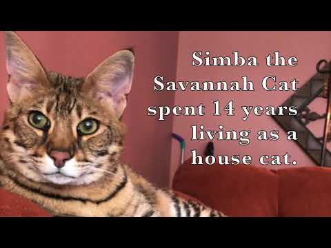 talking-savannah-cat