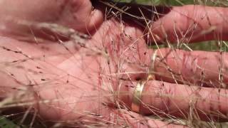 How To Identify Serrated Tussock - Mvwac