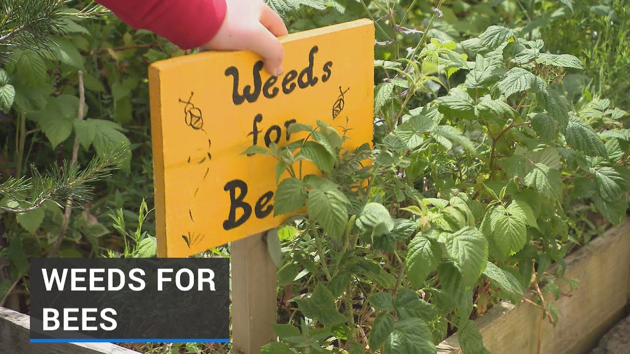 'Weeds for Bees' initiative blooming at Co Monaghan school