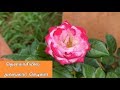 Vlog  lets go and see nursery garden in tenkasi i    i mathivanan