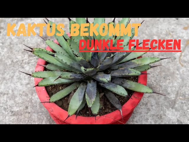 Cactus in distress: Causes of yellow and brown spots & How to save it! -  YouTube