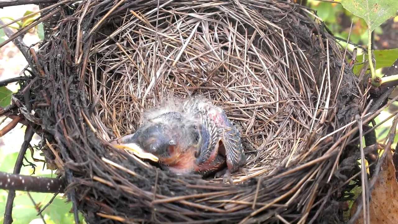 baby bird sleeping in nest youtube baby bird sleeping in nest youtube