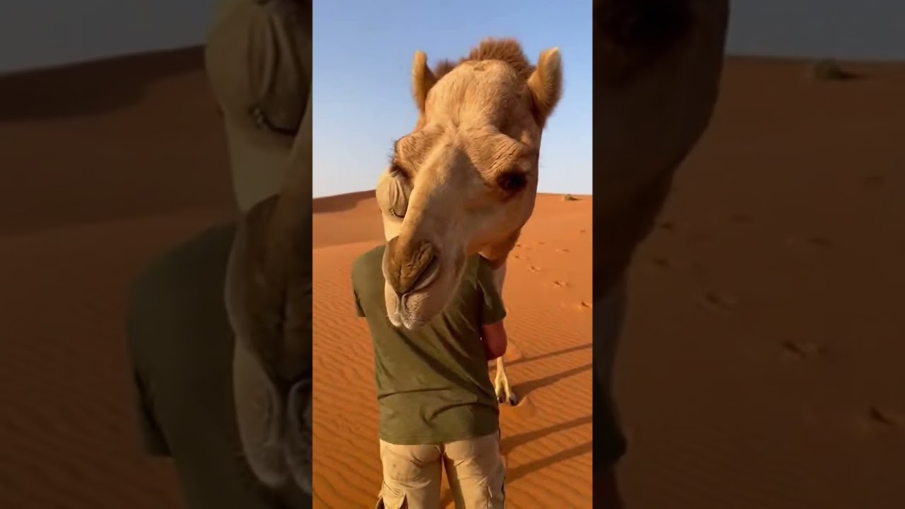 Истинная любовь навсегда