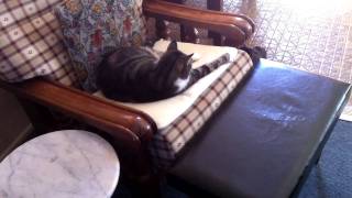 Weber Clarinet Concerto &amp; playful kitty