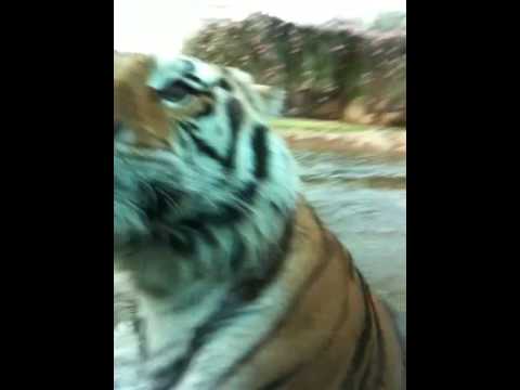 Mike the Tiger LSU - Attacks Man - Jumps out of Wa...