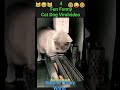 Funny animals2023funniest cats and dogss viral tricks funnyshorts.viralshorts