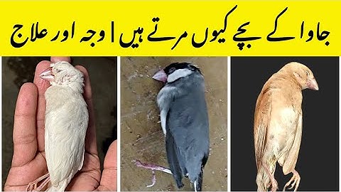 Why Java Chicks Expire | Java Chicks Death Reason and Solution | Fawn Java Mortality | Java Finch