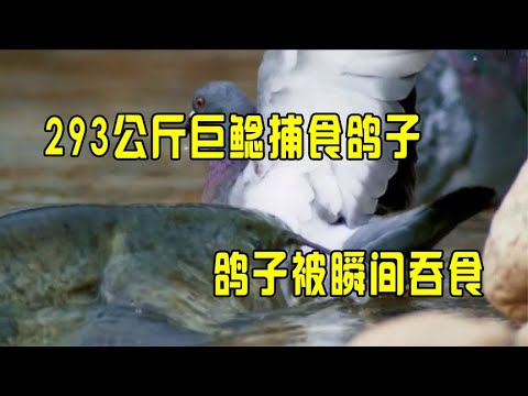 293公斤巨型鲶鱼捕食鸽子，鸽子来不及逃跑，被瞬间吞食