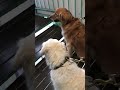 ゴールデンレトリバーが初めてゴンドラに乗ってみたら#shorts