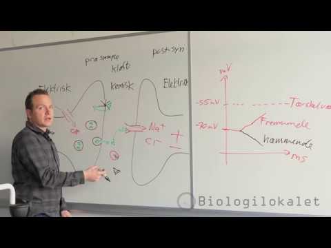 Video: Hvor finder kemisk neurotransmission sted?