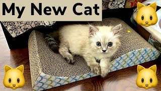 I Got a New Baby Kitten!-Meet Shadow the Cat 🐱
