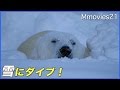【貴重映像】　雪に飛び込むホッキョクグマ　雪国の動物園