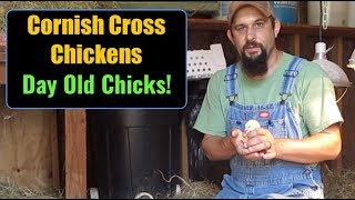 Raising Cornish Cross Chickens For Meat:  Day Old Chicks! Setting Up the Brooder!