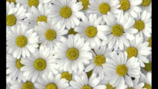Il Linguaggio Dei Fiori