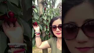 Naturipe Fruits - Bacchus Marsh Cherry and Stonefruit Farm#melbourne#victoria#australia