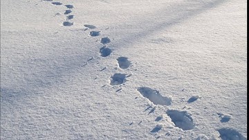 Visual Tracking In Snow:Follow Up Video. Tracking For SAR,Survival/Self Rescue