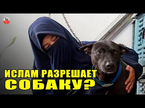 ОКАЗЫВАЕТСЯ ИСЛАМ РАЗРЕШАЕТ  ДЕРЖАТЬ СОБАКУ ПРИ ЭТИХ УСЛОВИЯХ! Положение собак в исламе