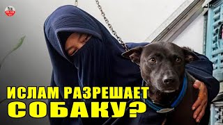 ОКАЗЫВАЕТСЯ ИСЛАМ РАЗРЕШАЕТ  ДЕРЖАТЬ СОБАКУ ПРИ ЭТИХ УСЛОВИЯХ! Положение собак в исламе