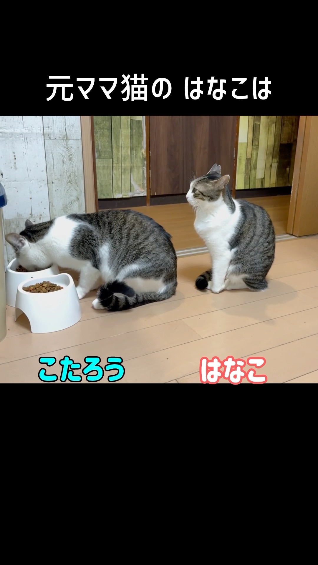 きちんと並んで 順番待ちする猫 #保護猫 #ママ猫 - YouTube