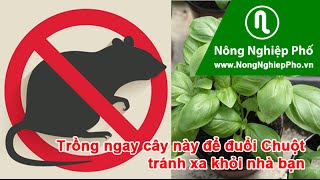 Nhà ai đang khổ sở vì Chuột Bọ, hãy trồng ngay cây này để đuổi chúng tránh xa