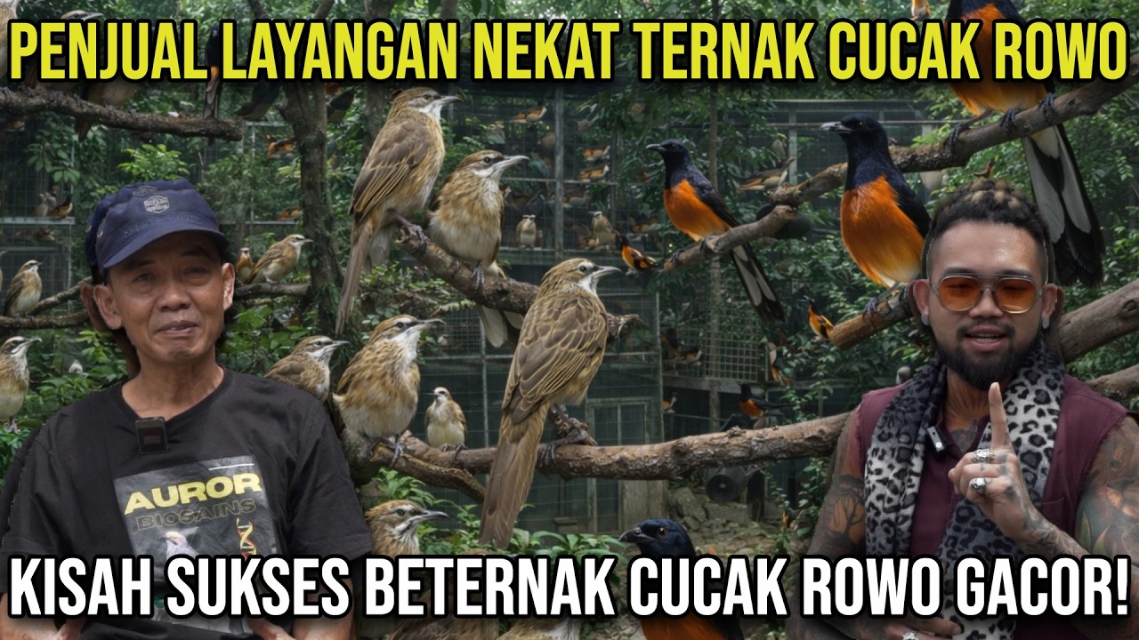 PENJUAL LAYANGAN NEKAT TERNAK CUCAK ROWO. KISAH SUSKES BETERNAK CUCAK ROWO GACOR #KINGOFTHEJUNGLE