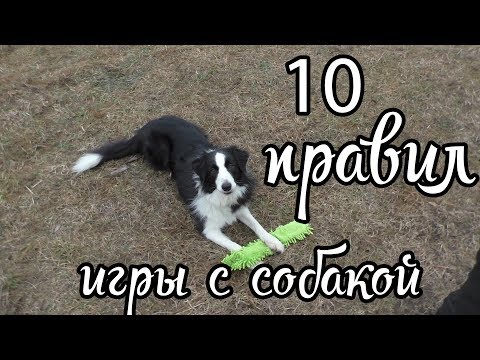 10 правил игры с собакой / Дрессировка собак