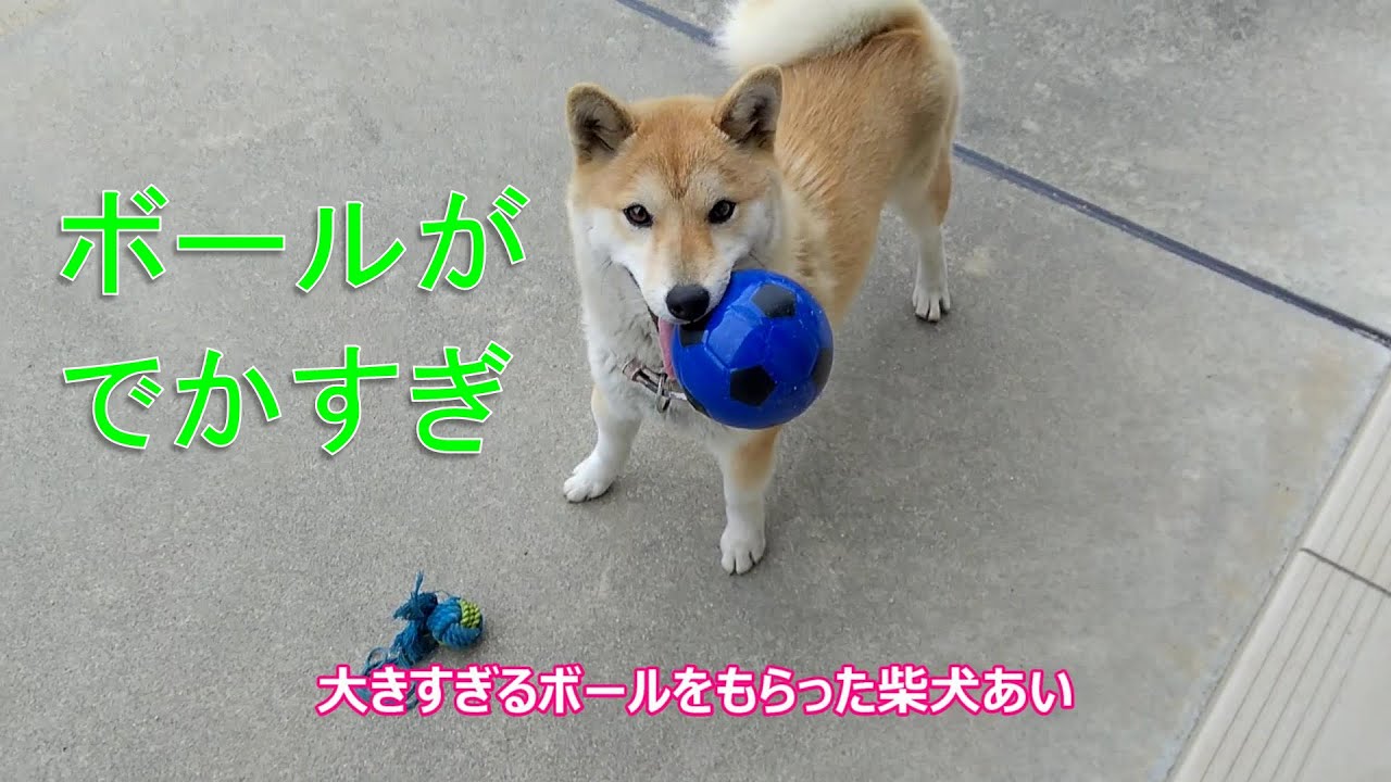 大きすぎるボールをくわえる犬 Youtube