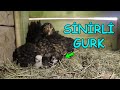 Sinirli Gurk Civcivleri Çıkmış