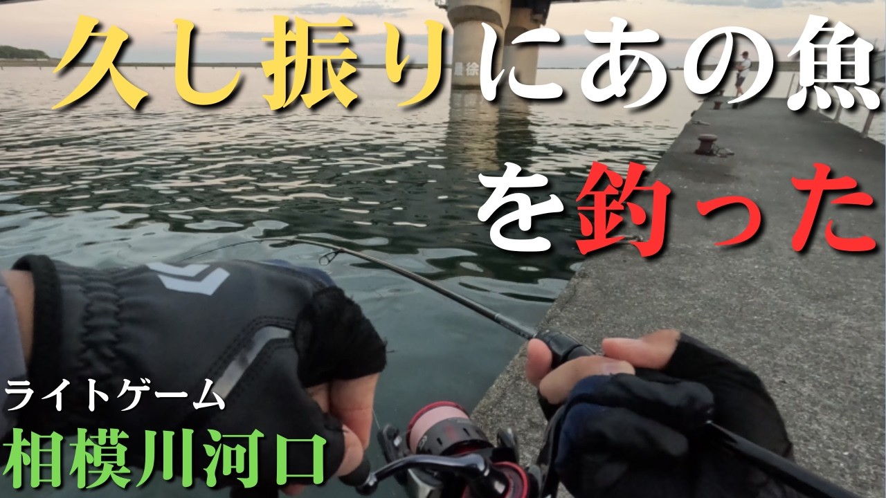 相模川河口】久し振りに会えた魚、人生初のPR案件【2026年7月29日