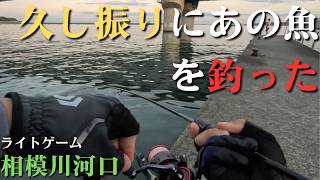 相模川河口】久し振りに会えた魚、人生初のPR案件【2026年7月29日