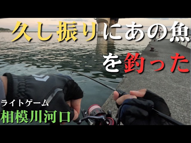 相模川河口】久し振りに会えた魚、人生初のPR案件【2026年7月29日