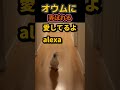 オウムの裏切り。