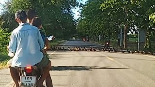 Ducks Cause Traffic Jam While Crossing Road