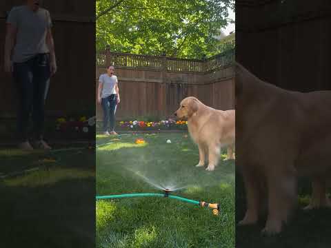 Dog Accidentally Turns On the Sprinkler 😂💦