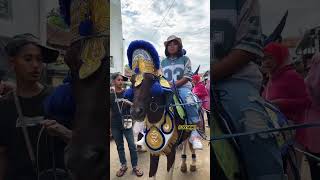 Kuda renggong bintang Kresna memang tampan #shorts #kuda #kudarengong