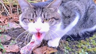 Bone eating sound. Angry Cat eating whole mouse.