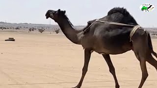 ناقه طيبه على عشار للبيع رقم  ٠٥٥٥٧٤٧٥٠٥