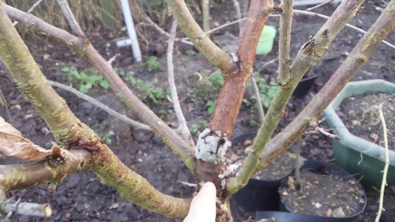 Sweet Cherry Stella Fruit Buds YouTube