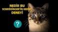 Kuantum Mekaniğinin Gizemi: Schrödinger'in Kedisi ile ilgili video