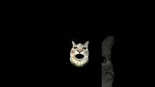 Why is it monday again!!! #shorts #viral #cat #monday #angry #cat #memes #mad #waffles #nuttella
